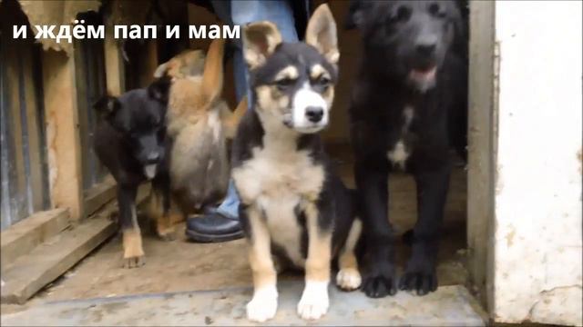КАРАПУЗЫ! К ДОМУ ГОТОВЫ!