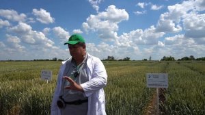 Сорта пшеницы для суровых условий северо-востока Ростовской области. День поля РЗ Агро