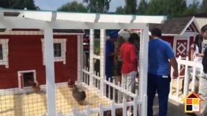 Мини комплекс "Курятник и козлятник"