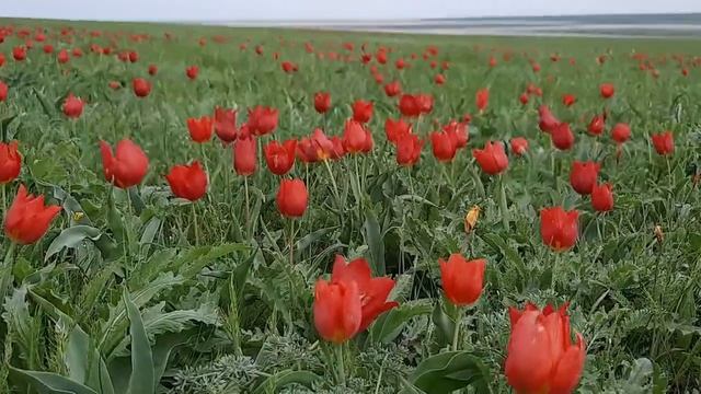 красивое цветение дикого цветка в степи