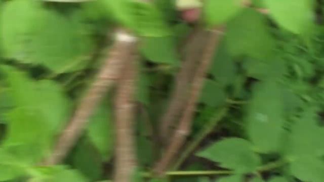 Полезная и очень вкусная еда, на даче. С семьей! смотреть онлайн