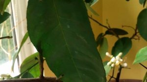 Как вырастить лимон ? в домашних условиях!