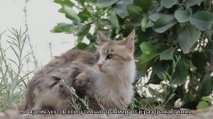 Чесотка у кошки или нотоэдроз