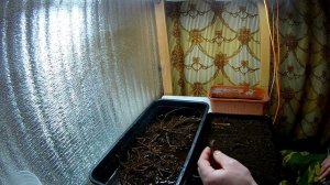 Размножение ежевики корнями(корневыми черенками) Самые простые способы размножения ежевики