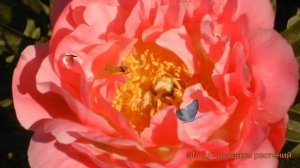 Пион травянистый Софт Салмон Сосер (paeonia) ? обзор: как сажать, луковицы пиона Софт Салмон Сосер