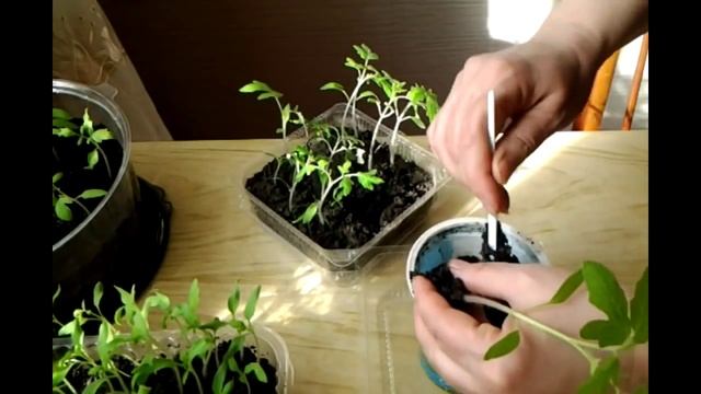 Как правильно ПИКИРОВАТЬ (пересаживать) рассаду ПОМИДОРОВ смотреть онлайн