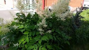 #Волжанка.Многолетик Арункус.#Многолетник