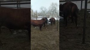забой быка голштин(завтро)