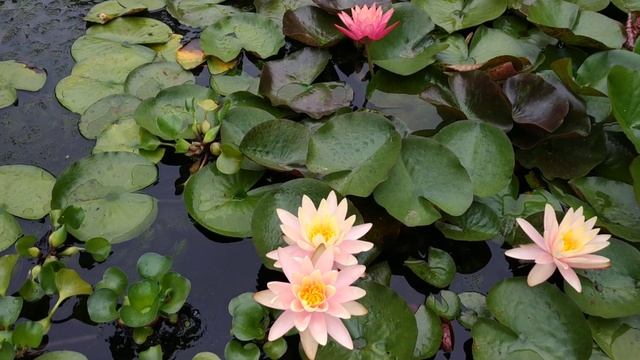 Водяные лилии. Кувшинки смотреть онлайн