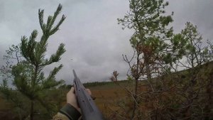 Осенняя охота на казарку в Карелии