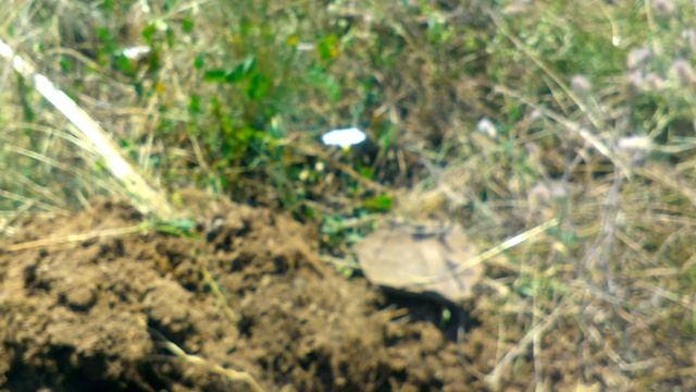 Царская медь и серебро со старого хутора. Покопушки смотреть онлайн