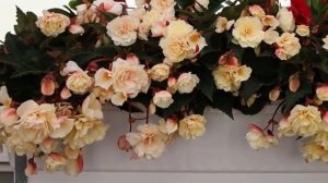 БЕГОНИЯ. Секреты и особенности ухода в домашних условиях.