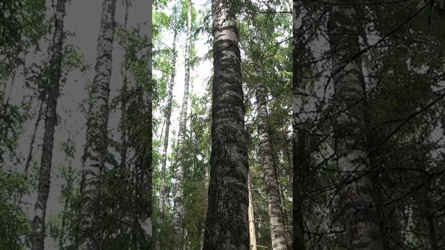 Заряжайтесь лесной энергией #shorts #другаяжизнь #metaldetecting #леснаяэнергия #леснойкоп