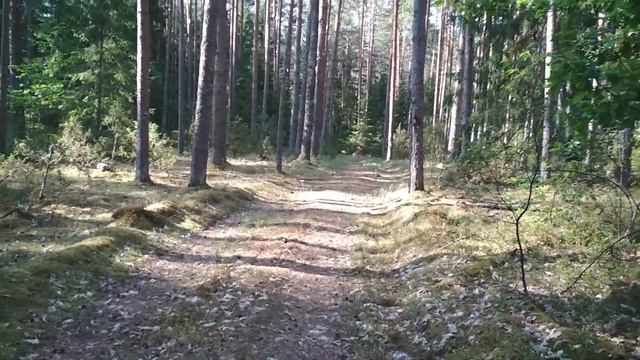 Июль В бору у озера смотреть онлайн