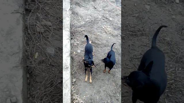 Тойтерьер.мини и стандарт