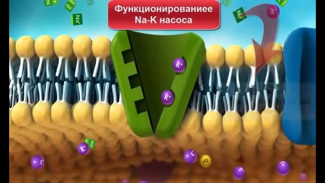 Натрий калиевый насос.