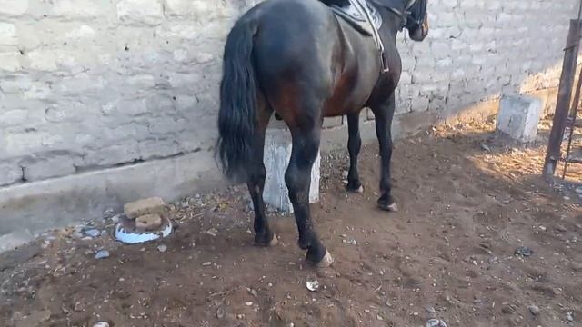 Худжанд Асп Бозори Спитомен Нов,Аспхои Бузи Оригиналлош Диромад Хадман Бинед Ва Хишор башед