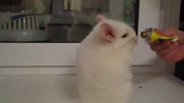 Шиншилла и клей момент! забавные животные Cute Animals