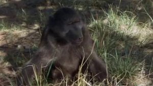 Мир животных