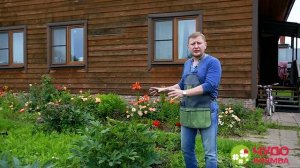 Как подкармливать пионы: внесение удобрений осенью и весной