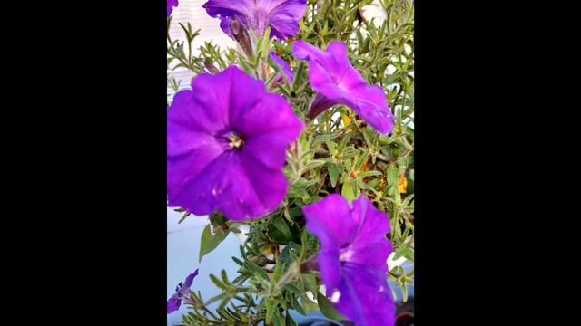 Последнии вспышки осени 2019г смотреть онлайн