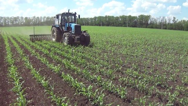 Обработка кукурузы мотыгой МРН-6 часть2 смотреть онлайн