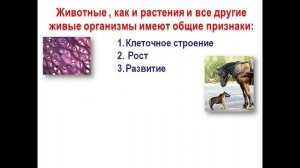 История развития зоологии  Современная зоология