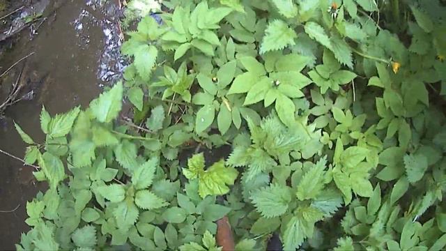 Очень не приятно,Борщевик/борщевик в Видном/обращение к Видновчанам смотреть онлайн