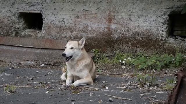 Lost Ghost of AkarMARA I Town Zero I Потерянный Город Предков за Периметром Земли смотреть онлайн