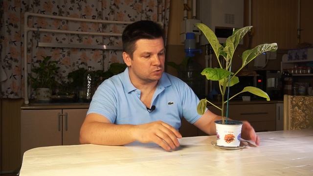 Выращивание баклажанов в Подмосковье в теплице. Рассада в домашних условиях, апрель.