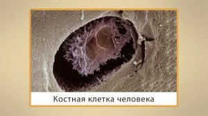 Путешествие в мир клетки. Видеоурок по окружающему миру 4  класс