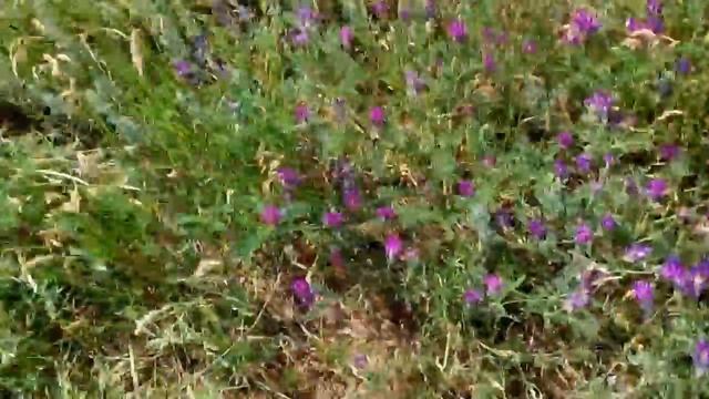 В СТЕПИ ЦВЕТЁТ КОВЫЛЬ. смотреть онлайн