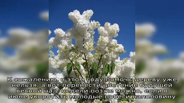 Почему не плодоносят абрикосы
