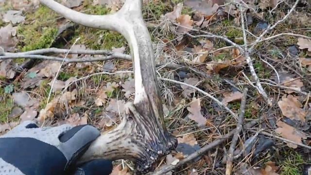 Нашел рог оленя, поиск рогов оленя