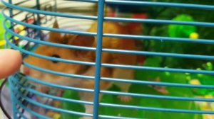 мы купили хомячка #хомяк#покупкахомяка