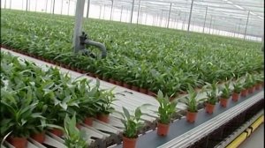 WPS Horti Systems Gebr. Houtepen Plant Order System & Walking Plant System