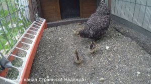 Какие звуки издаёт квочка ?