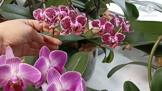 Цветут домашние орхидеи на восточном окошке! Мои любимки!!!??? смотреть онлайн