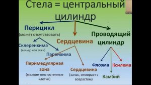 Анатомическое строение стебля. 12 урок по онлайн-кружку по биологии по теме:"Ботаника".