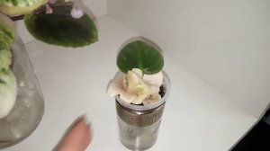 Трейлерные сорта фиалок. ЛЕ Хрустальный Водопад Gold.