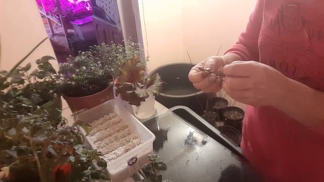 ГОРТЕНЗИЯ метельчатая. зимнее черенкование, хороший способ как размножить гортензии смотреть онлайн