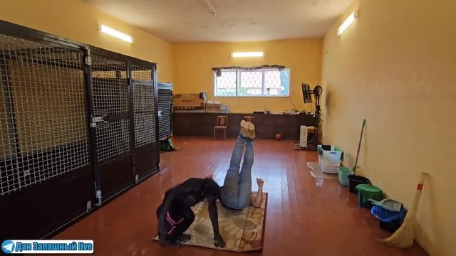 НЕВЕРОЯТНО! Спустя 35 ДНЕЙ ШИМПАНЗЕ по памяти повторила все ТРЮКИ!!! смотреть онлайн