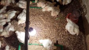 Инкубация яйца бройлера породы РОСС-308.