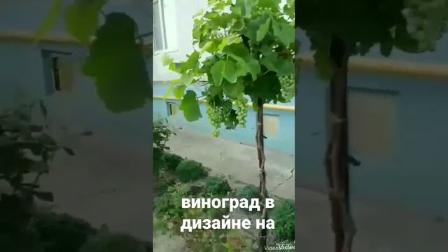 Виноград в ландшафтном дизайне. Часть1.