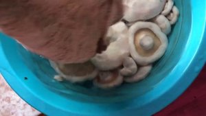 Ивовые(осиновые/тополевые) ГРУЗДИ собираем и жарим с картошкой!:)