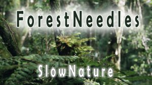 SlowNature звуки природы: хвойный лес, пение птиц для сна
