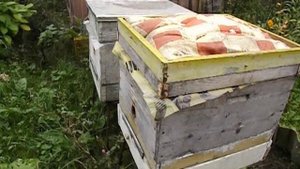 какая подкормка для пчел лучше - подкормка в ночь или подкормка днем ?