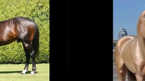 лошади,самые дорогие лошади