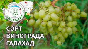 Сорт винограда Галахад. Описание сорта винограда Галахад.