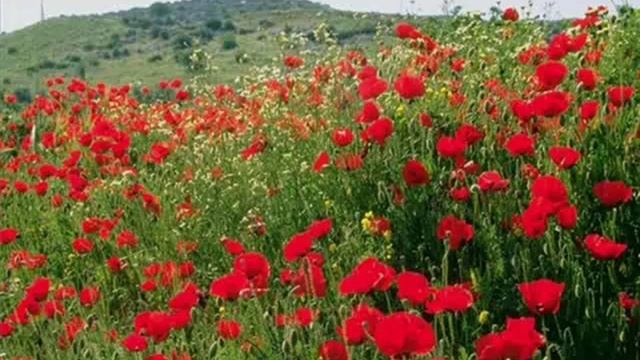 Бродят Цыгане. смотреть онлайн